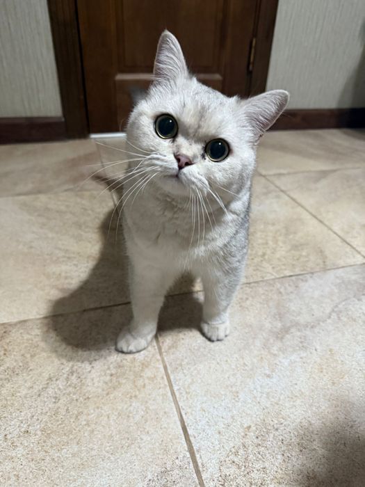 Продается шиншила