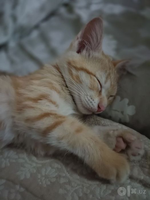 Отдам котят даром на хорошие и ответственные руки!!!