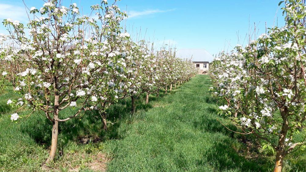 Продается дом в селе Айша-Биби