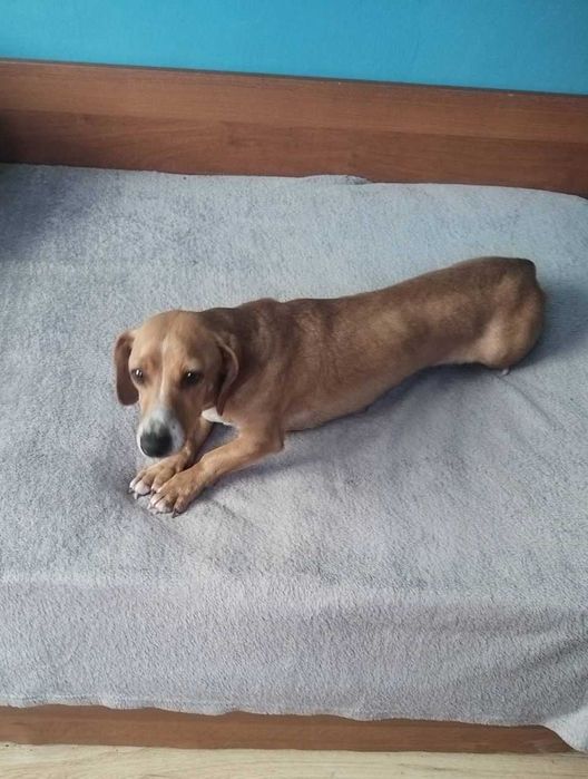 Подарявам куче- дакел, но не чист