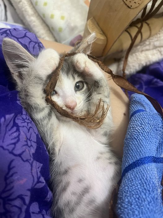 Котенок 2 месяцев в добрые руки