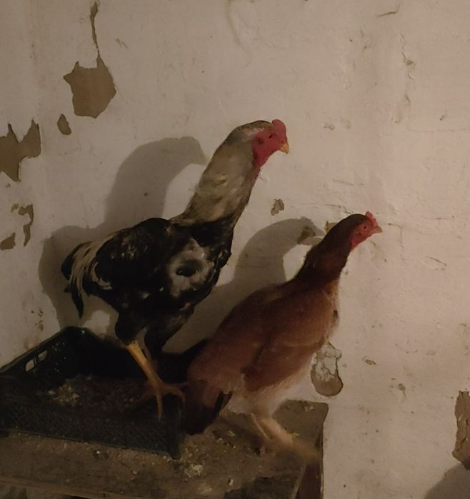 Яйца дакана по 1000тг штука (дакан ,бойцовские курсы)