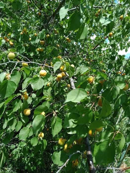 Большой дачный участок