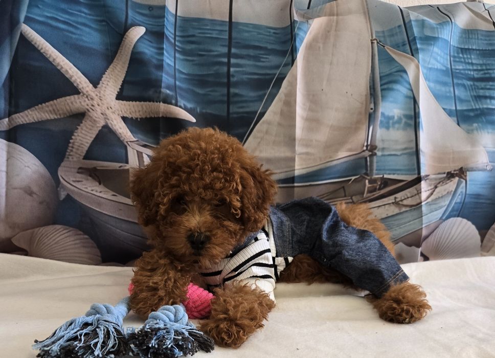 Пудел той  Poodle toy с родословие