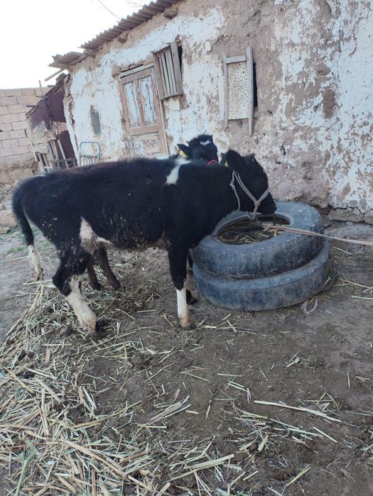 2 бұзау 1 бұқа 1 ұрғашы