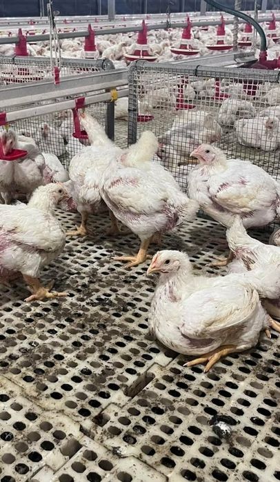 Am pe stoc disponibil la vânzare pui albi de carne pui rasă mixtă