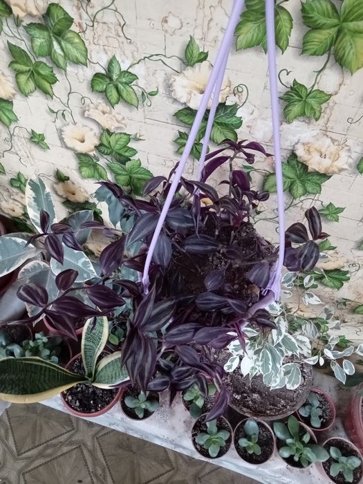 Живое украшение интерьера — фиолетовая традесканция в подвесном кашпо