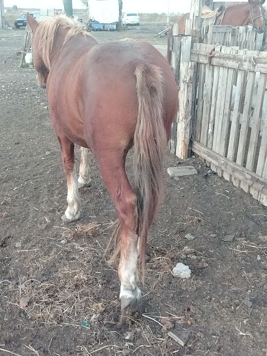 Продам русский тяжеловоз