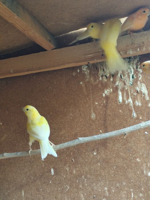 Канарейка бартер на кур