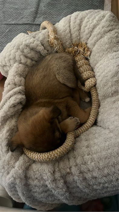 Кученце търси дом