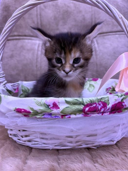 Продам  котят Мейн-Кун.