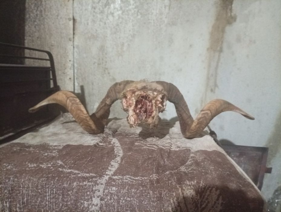 Vând coarne de cerb