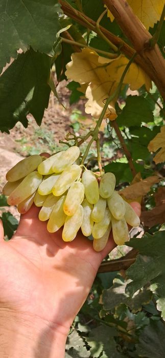 Uzum ko'chatlari sotiladi