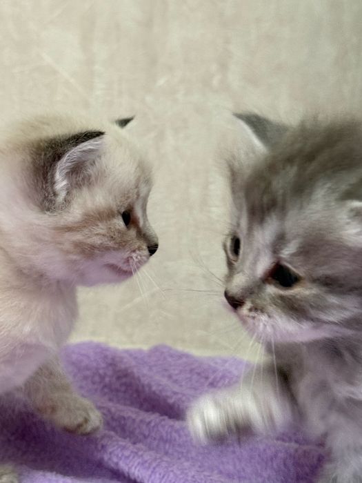 Продам         красивых          котят.