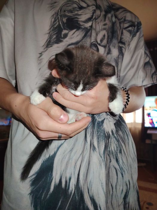 Отдадим очень красивых котят даром