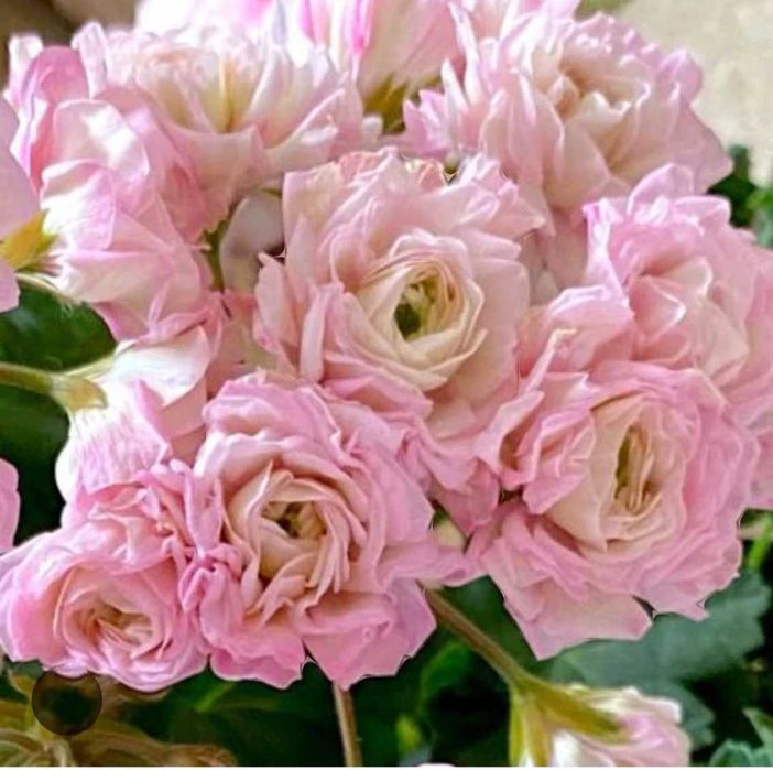 Пеларгония сорта ЮВ Звезда Водолея