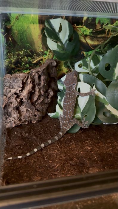 Gecko Tokay subadulti