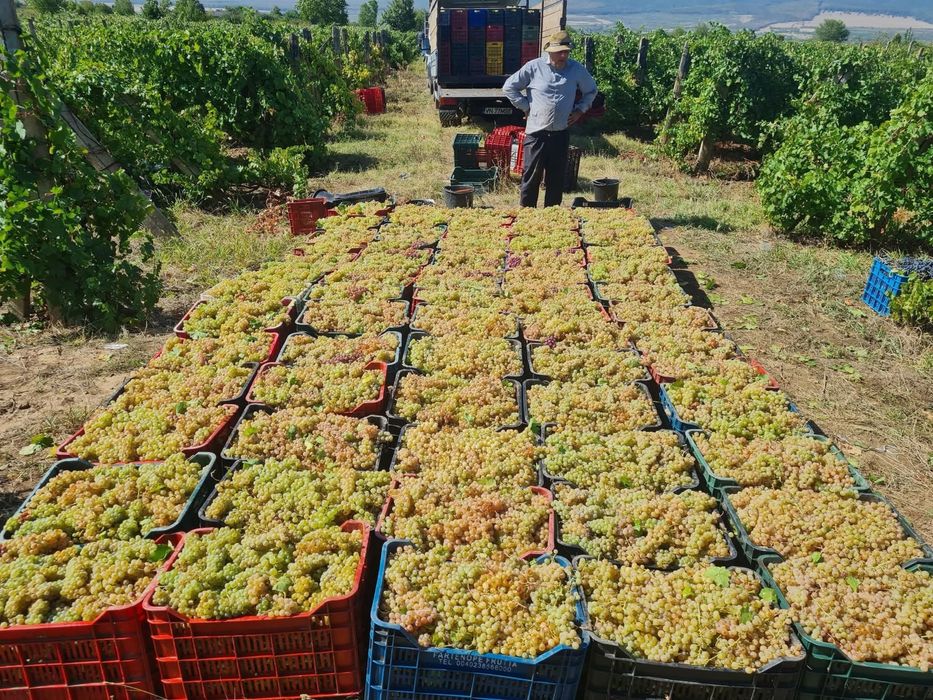 Struguri pentru vin!