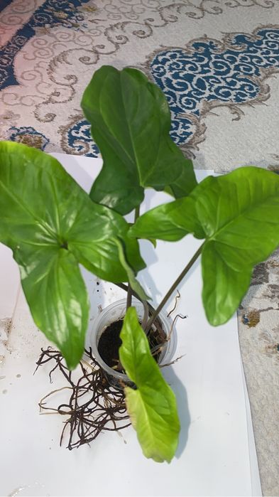 сингониумы по 500 тенге