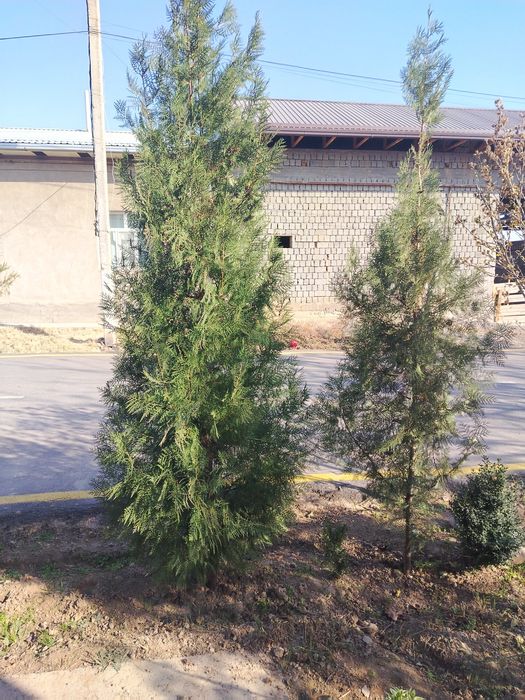 Archa kocha sotiladi