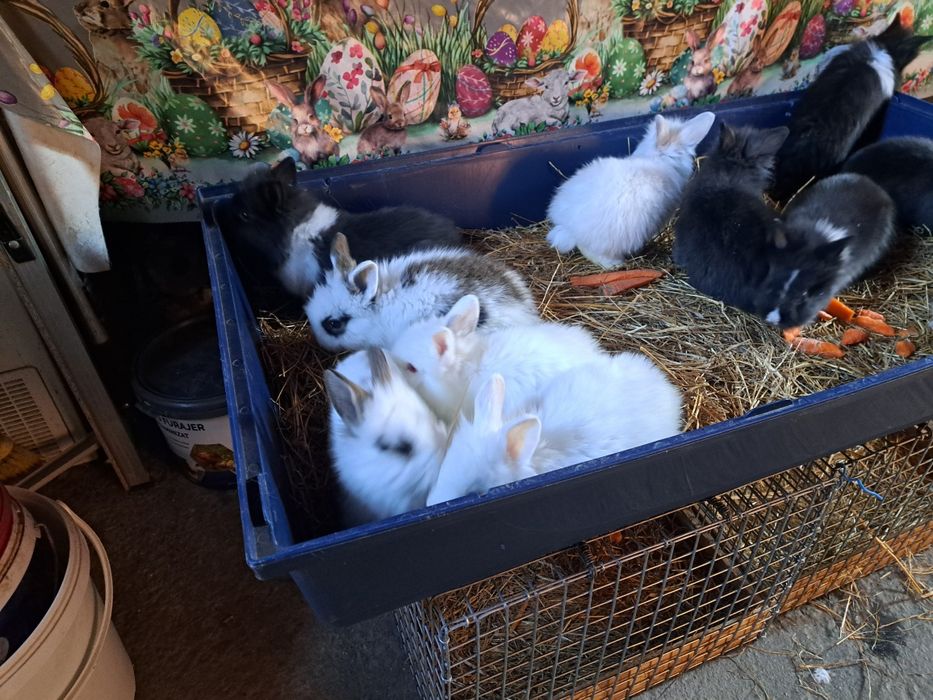 Iepurasi cap de leu pitic diferite culori