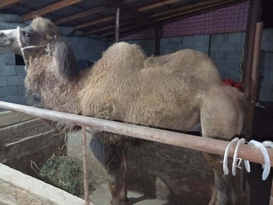 Туие сатылады тайлак