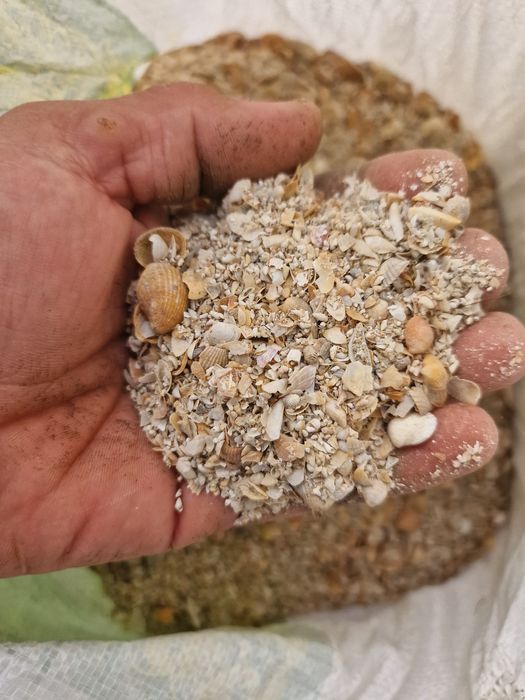 Ракушка для кур.