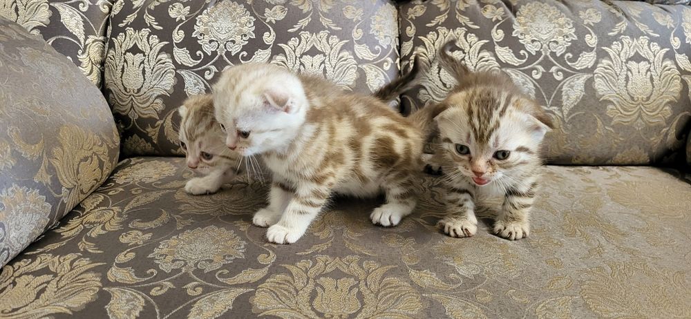 Кот шотландский вязка