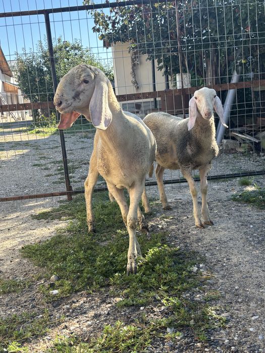 Vand doi berbecuti  bergamasca