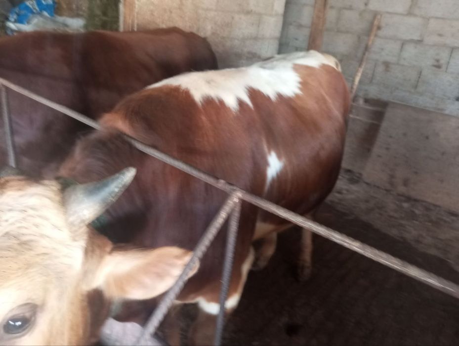 Buqalar sotiladi yeb ichishi zòr soğlom