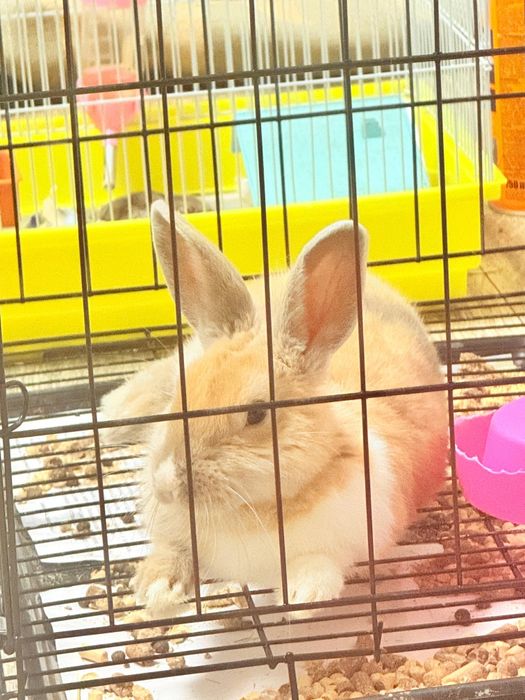 Продам кролика декаративного!