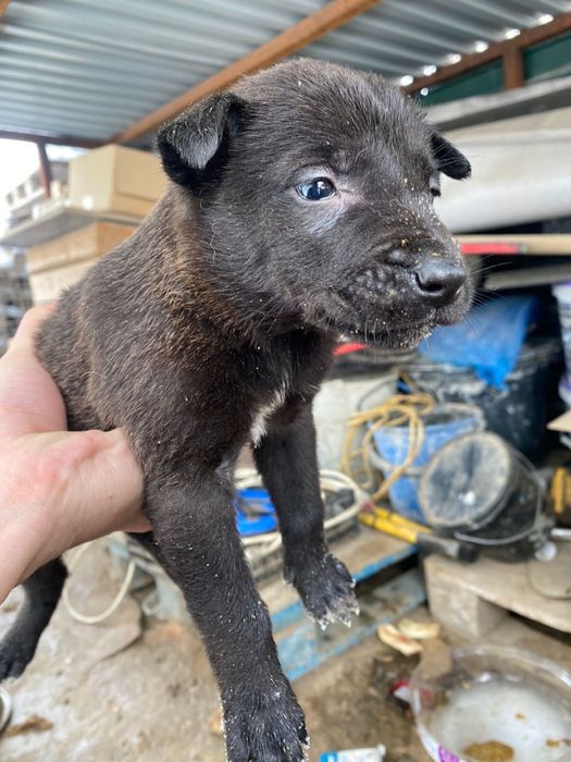 Отдам щенков в добрые руки