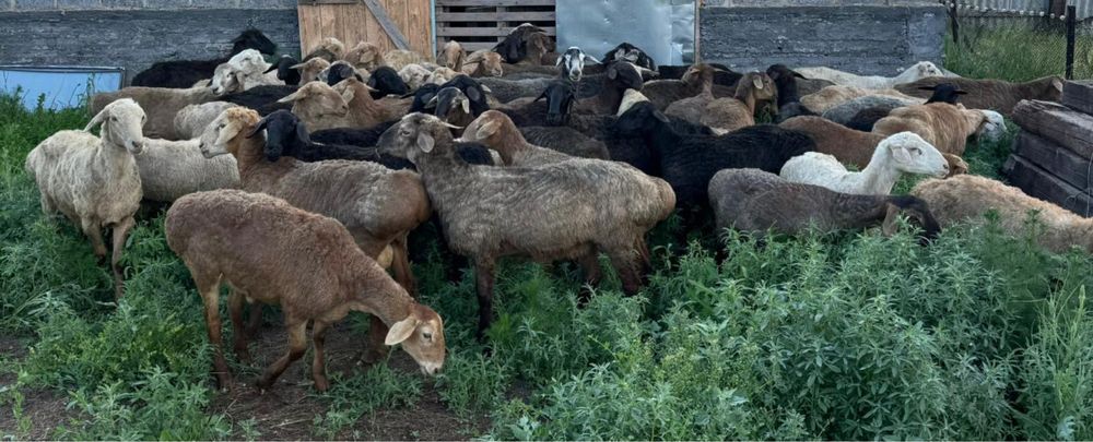 Токты кой сатамын