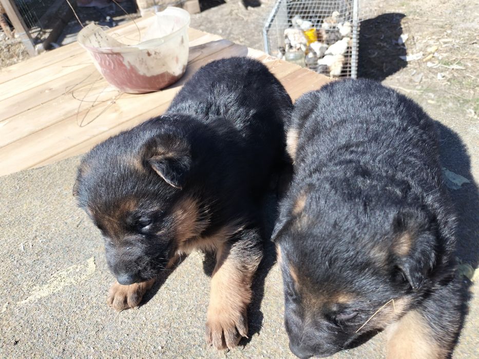 Щенки немецкой овчарки