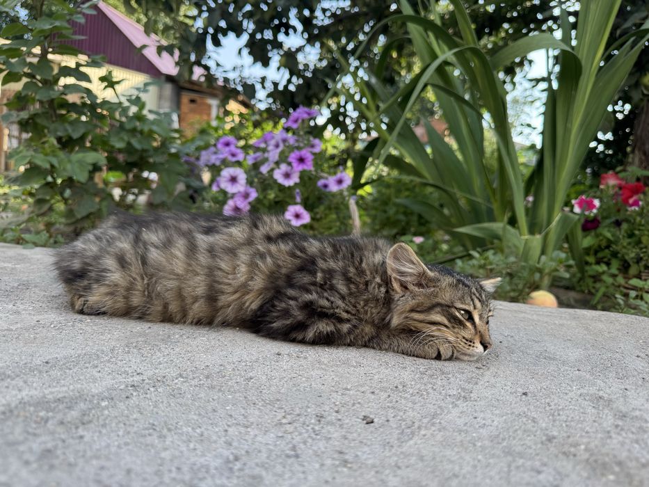 Котенок девочка