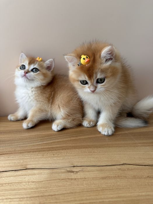 Котята с домашнего питомника