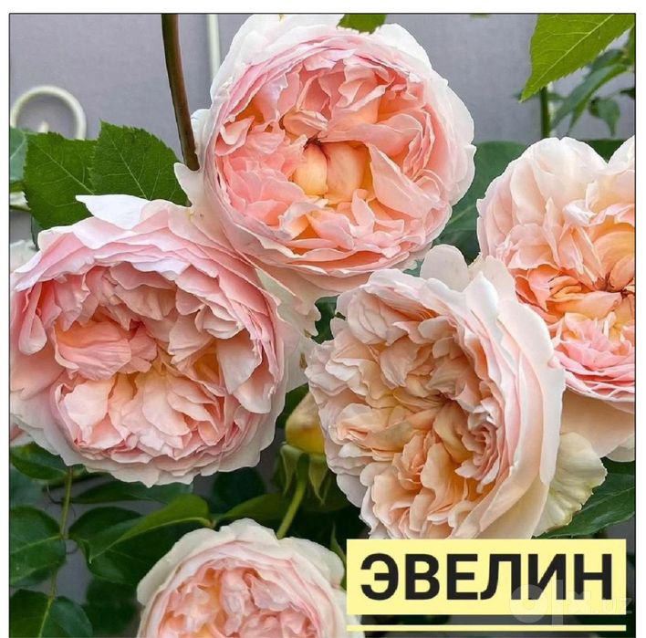 Саженцы роз оптом и в розницу - большой выбор.