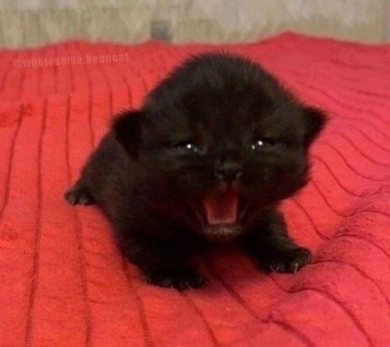 продаю котенка 1 месяцев