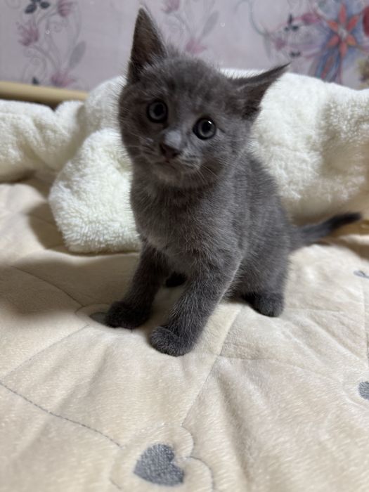 Котята бесплатно
