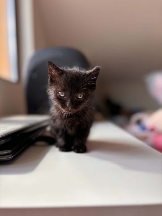 Коте Блеки търси дом