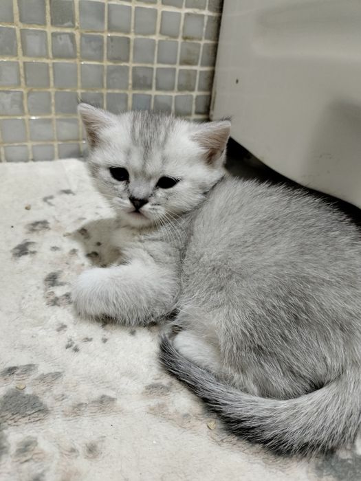 Котята скоттиш фолд и страйт