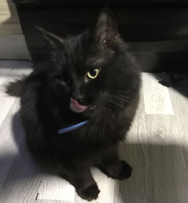 Котята из смеси полумейнкуна и британской короткошерстной кошки