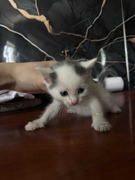 Отдаем котенка бесплатно