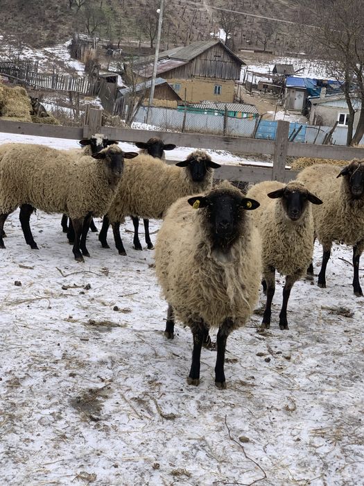 Vand 8 carlane de tinut sau de taiat