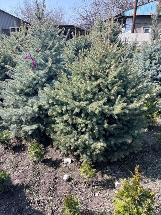 Голубая ель