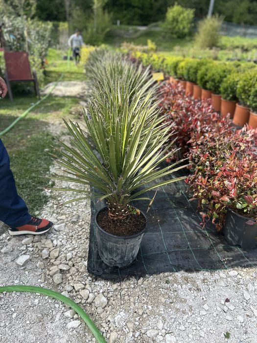 Plante ornamentale de vanzare