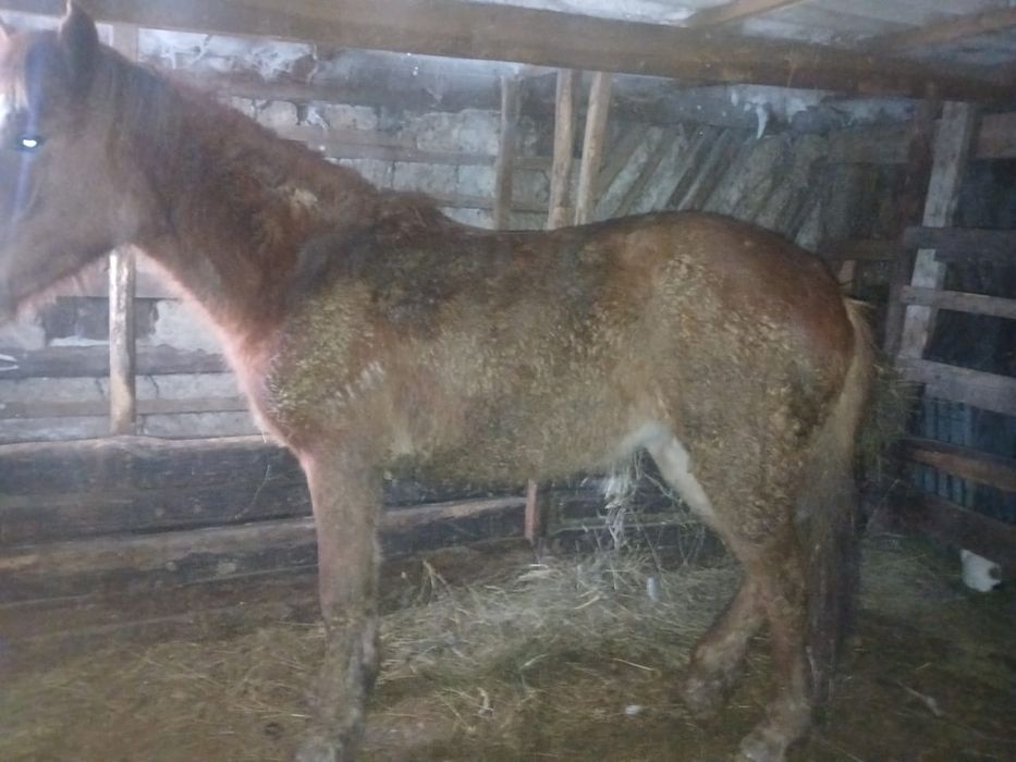 Продам готовый тай кобылка