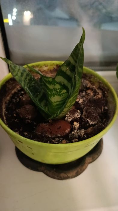 Продам отростки цветов