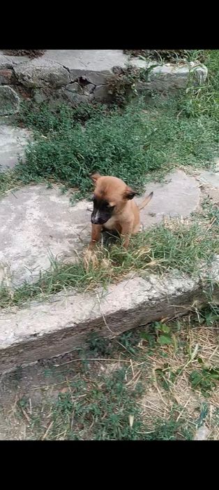 Белгийска овчарка малиноа