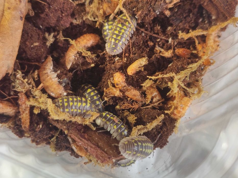 Izopode pentru terarii - Armadillidium gestroi